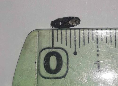 Réf. 278 126 : Heterogaster sp.
